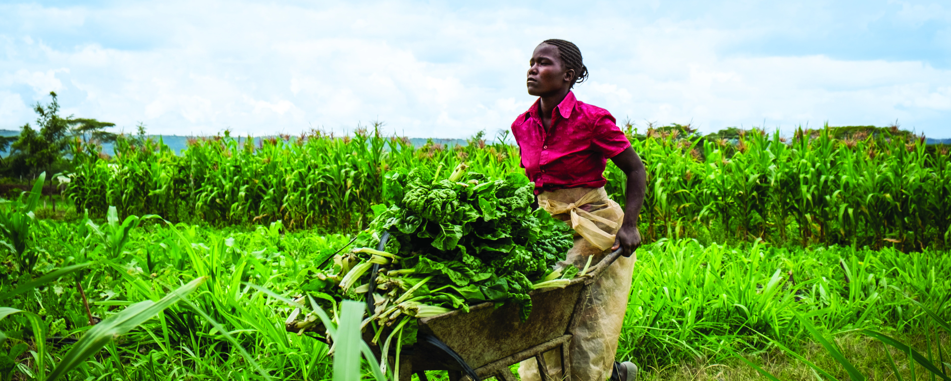 Young women farmer in Ghana  with harvested produce supported through BRIDGE-in Agriculture